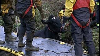 animrescue 19