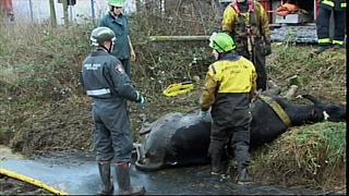 animrescue 53