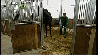 BP horse 01