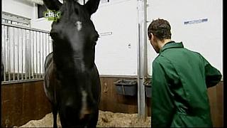 BP horse 04