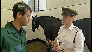 BP horse 06