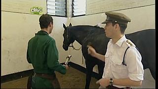 BP horse 07