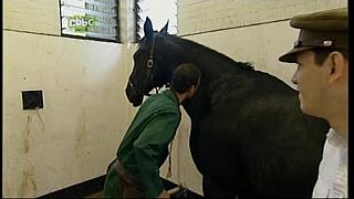 BP horse 08