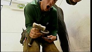 BP horse 13