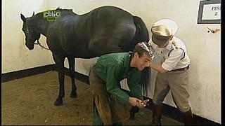 BP horse 16