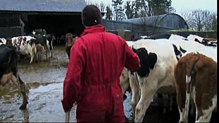 Work Farmer 12