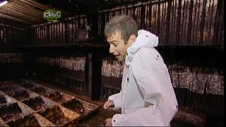 BP maggots 11