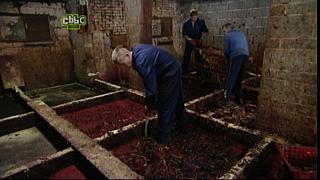 BP maggots 28