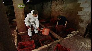BP maggots 31