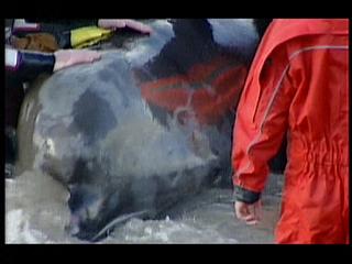londonwhale 03