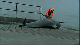 WHALES 14