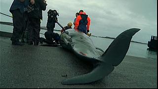 WHALES 15