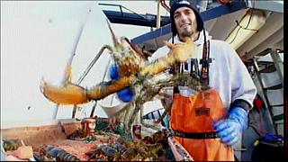 lobster 10