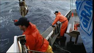 lobster 103