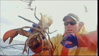 lobster 104