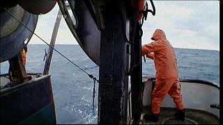 lobster 109