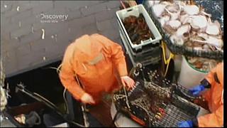 lobster 11