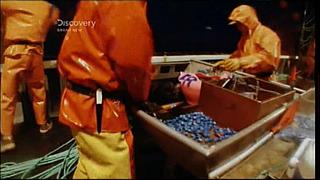 lobster 118