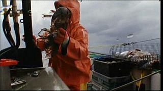 lobster 147