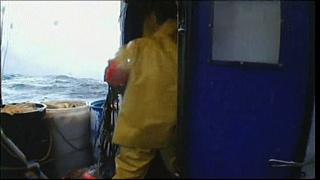 lobster 154
