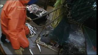 lobster 161