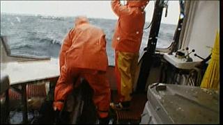 lobster 163