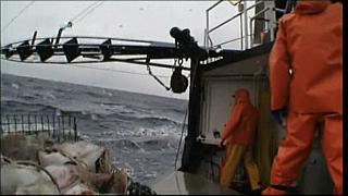 lobster 165