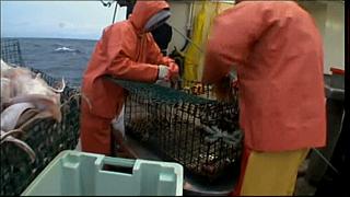 lobster 170