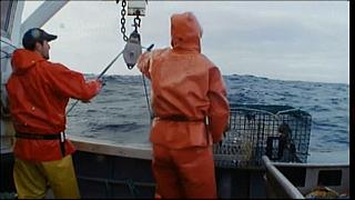 lobster 172