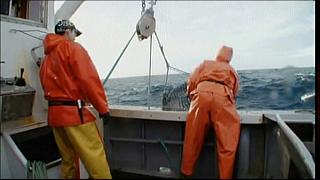 lobster 174