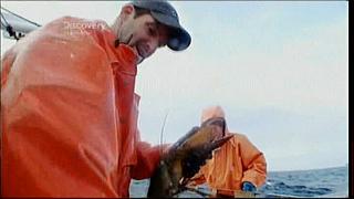 lobster 176