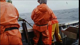 lobster 179