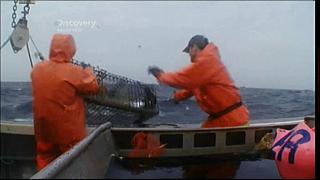 lobster 188