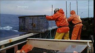 lobster 189