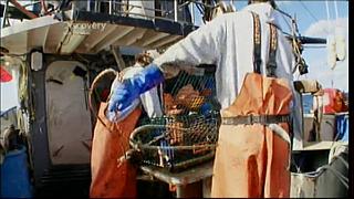 lobster 207
