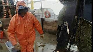 lobster 209