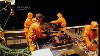 lobster 215