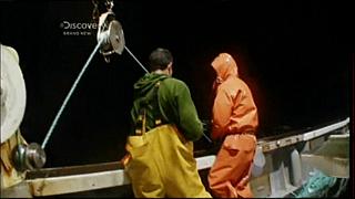 lobster 219