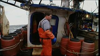 lobster 224