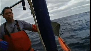 lobster 225
