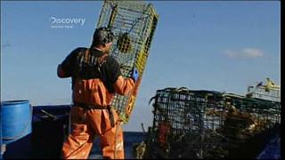 lobster 227