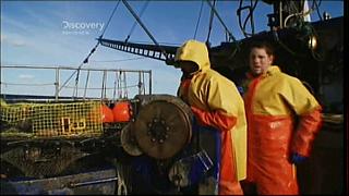lobster 229