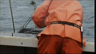 lobster 232
