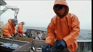 lobster 233