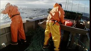 lobster 235