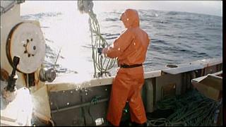 lobster 238