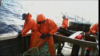 lobster 239