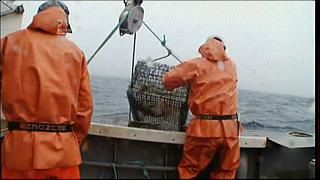lobster 244