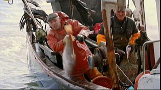 fish fight 14