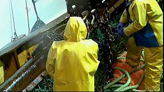 fish fight 25